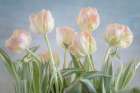 USA, Washington State, Seabeck. Close-up of tulip flowers. Art Print